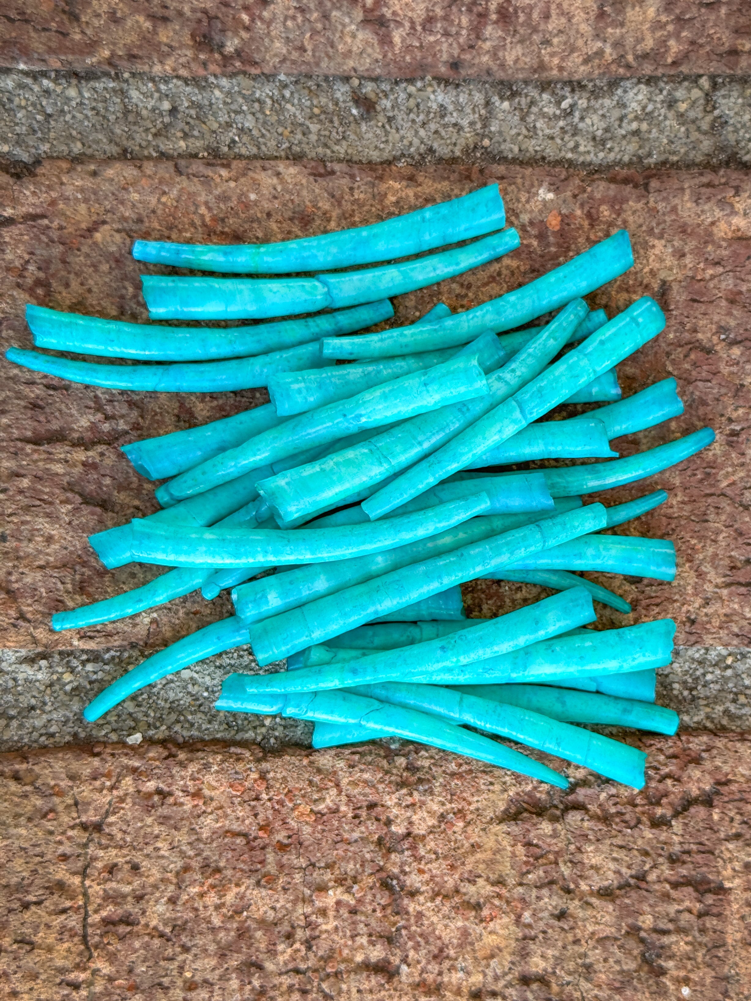 *READ DESCRIPTION* Unsealed Turquoise Dyed Dentalium 1oz