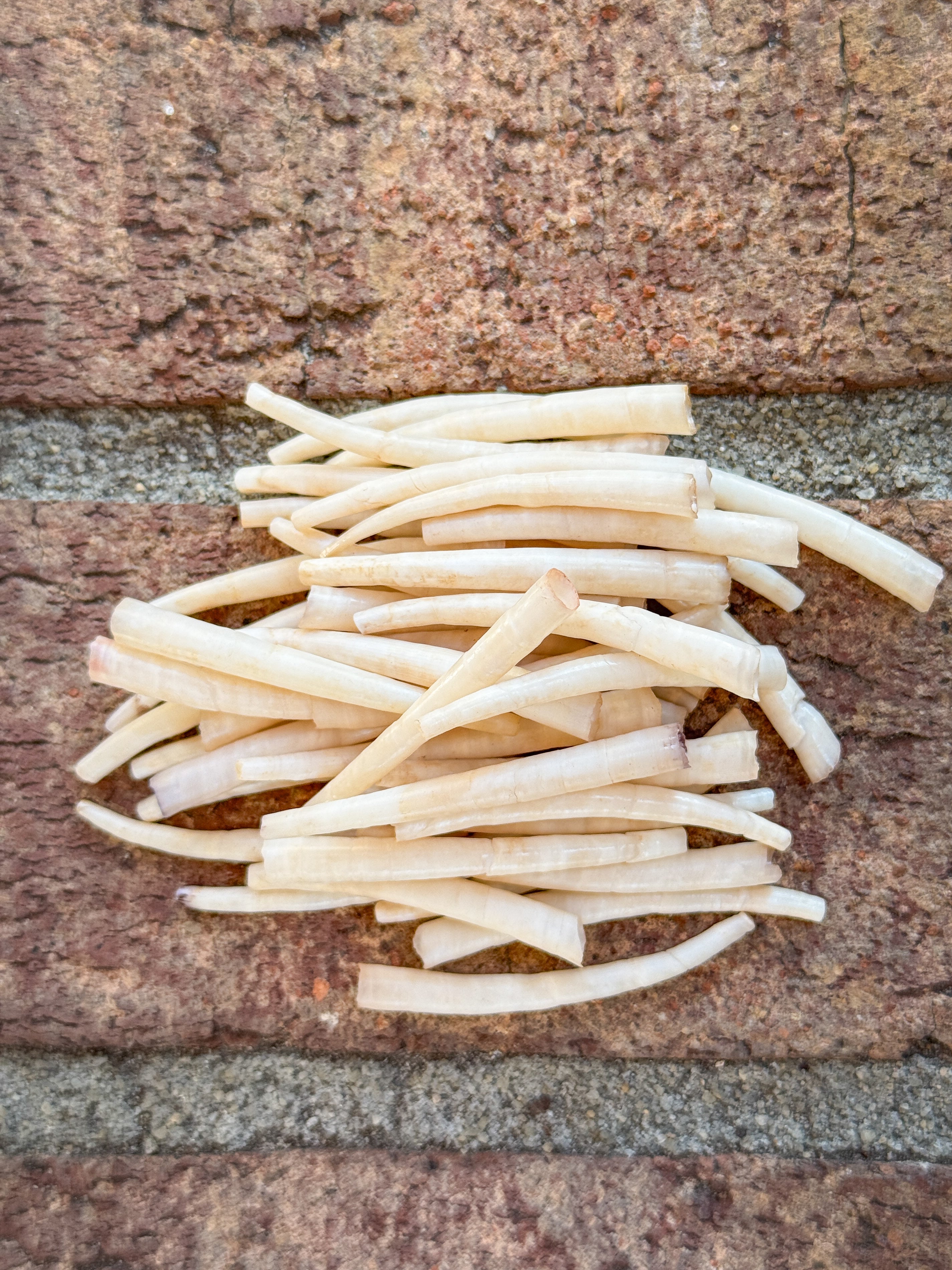 *READ DESCRIPTION* Unsealed Bone Dyed Dentalium 1oz