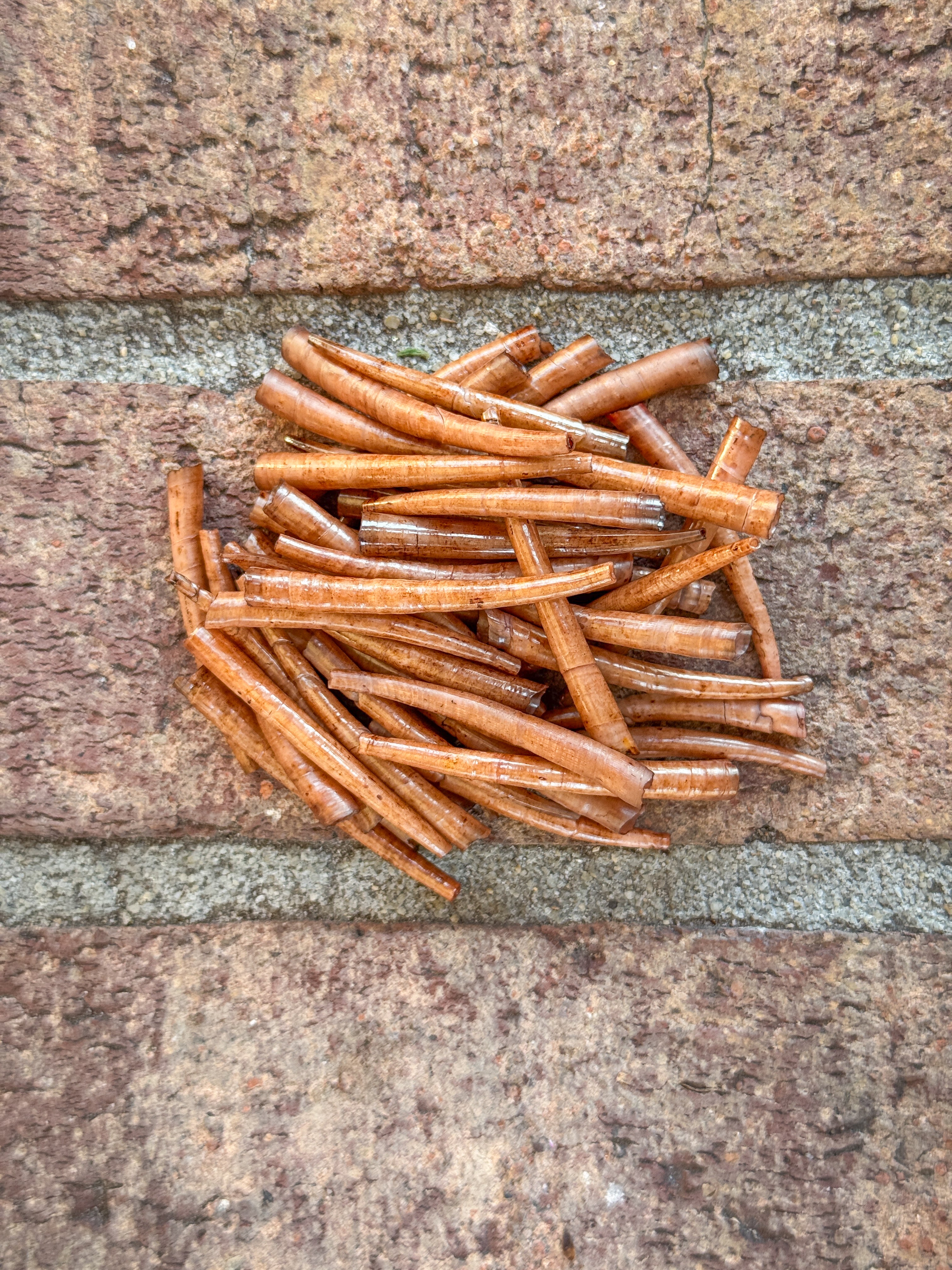 *READ DESCRIPTION* Unsealed Tan Dyed Dentalium 1oz