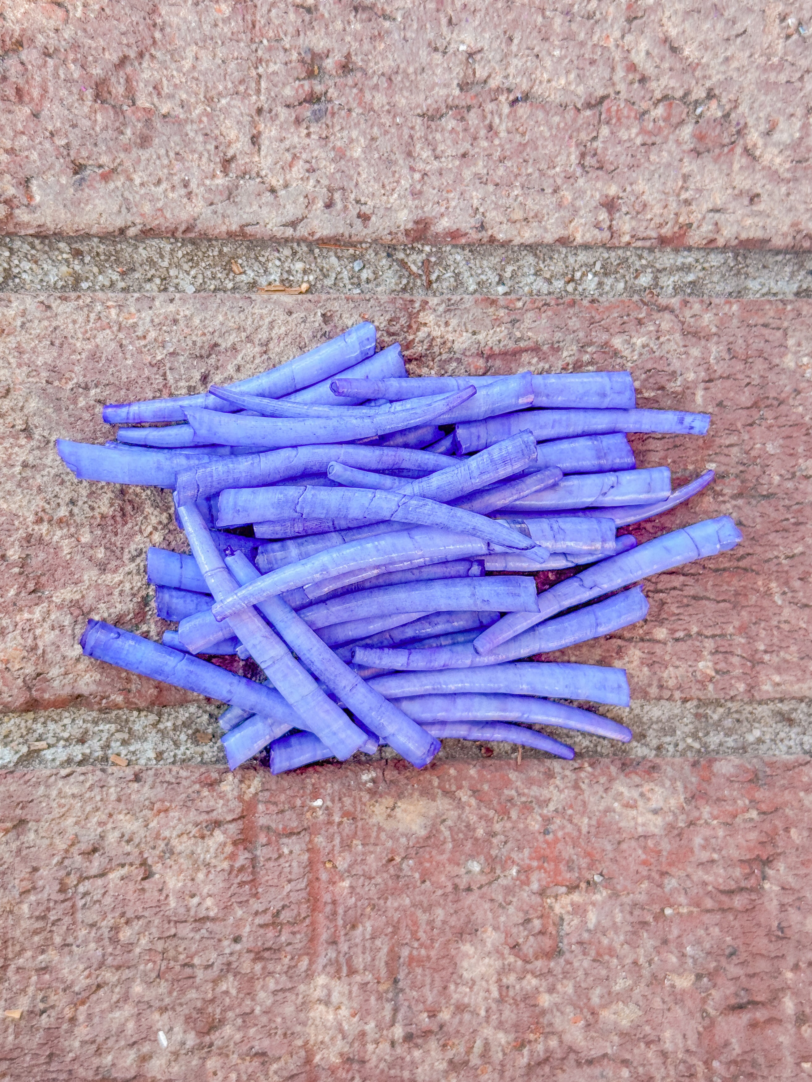 *READ DESCRIPTION* Unsealed Soft Periwinkle Blue Dyed Dentalium 1oz