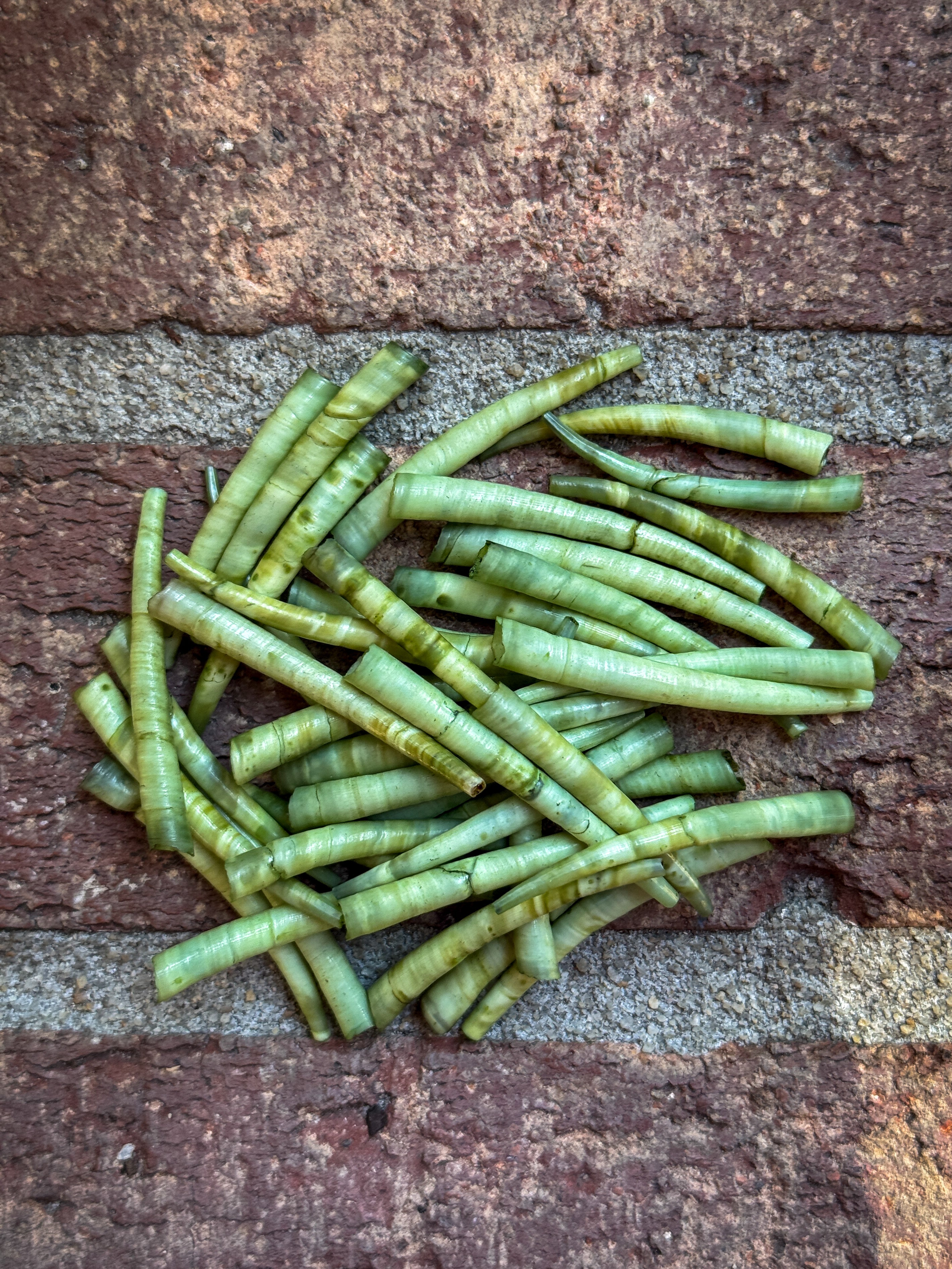 *READ DESCRIPTION* Unsealed Avocado Green Dyed Dentalium 1oz