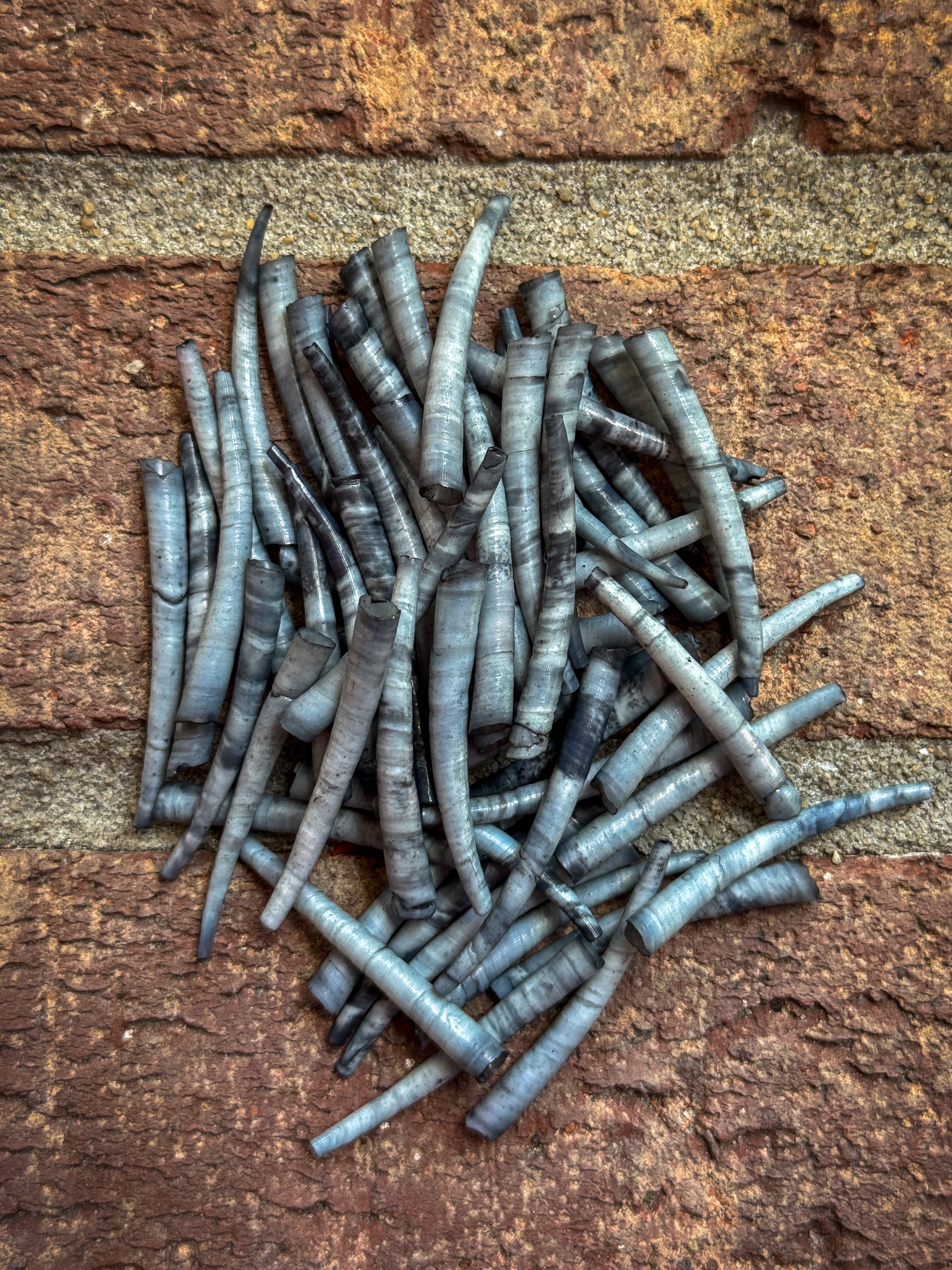 *READ DESCRIPTION* Unsealed Distressed Grey Dyed Dentalium 1oz